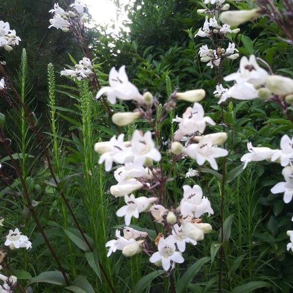 Penstemon albidus Квітка