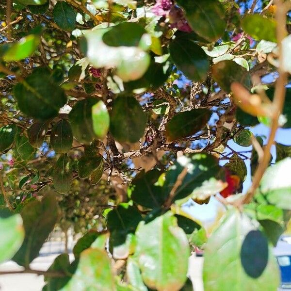 Lagerstroemia speciosa Blad