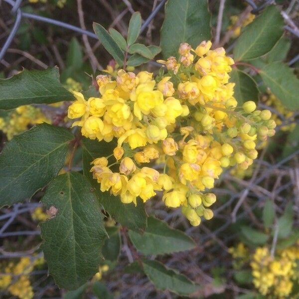 Berberis aquifolium Kvet