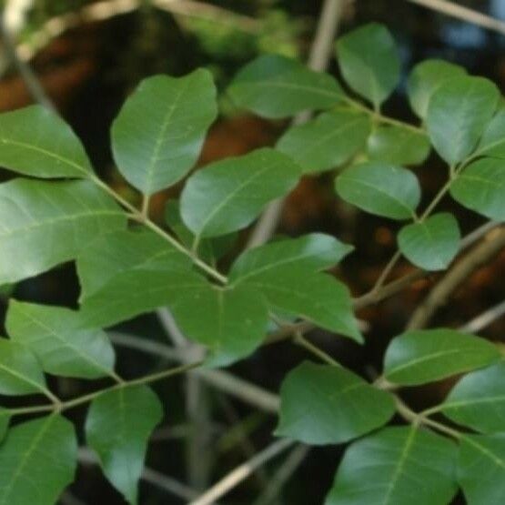 Fraxinus caroliniana Leaf