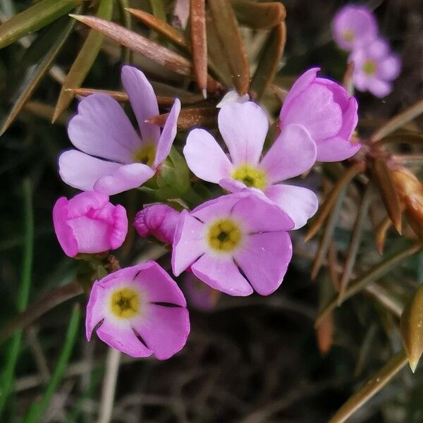 Androsace laggeri Fleur