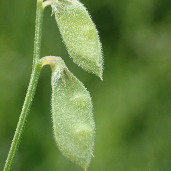 Vicia hirsuta ফল