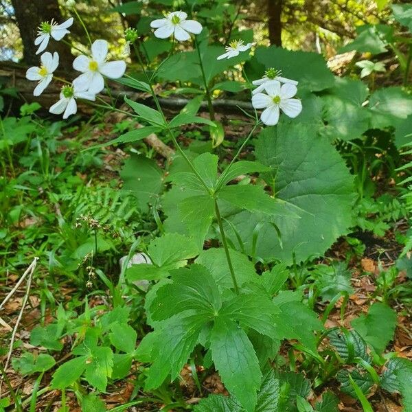 Ranunculus platanifolius Feuille