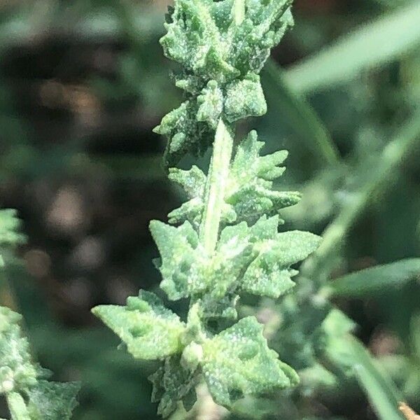 Atriplex patula Flower