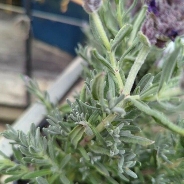 Lavandula stoechas Lapas