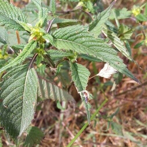 Galeopsis bifida برگ