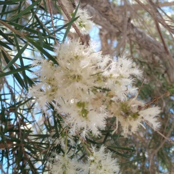 Melaleuca linariifolia Květ