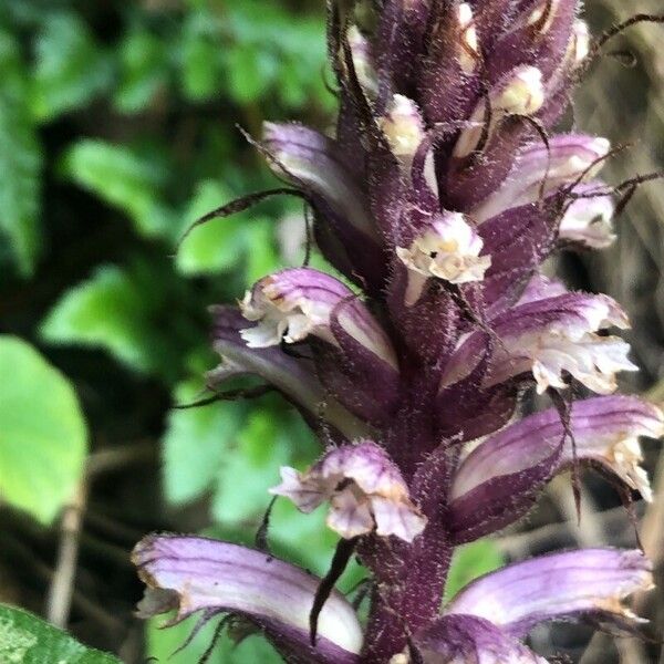 Orobanche hederae Lorea