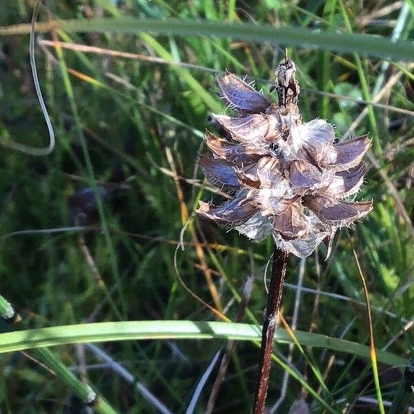 Carex echinata Frukt