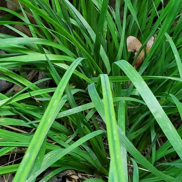 Sisyrinchium angustifolium Fuelha