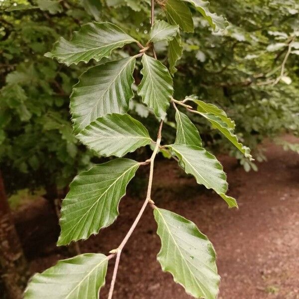 Fagus sylvatica Deilen