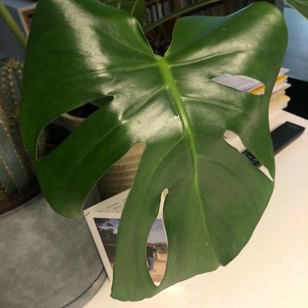 Monstera deliciosa Blad