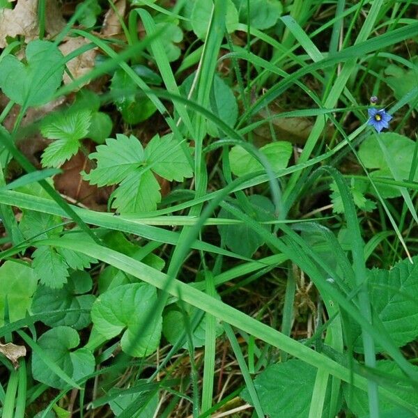 Sisyrinchium angustifolium Φύλλο