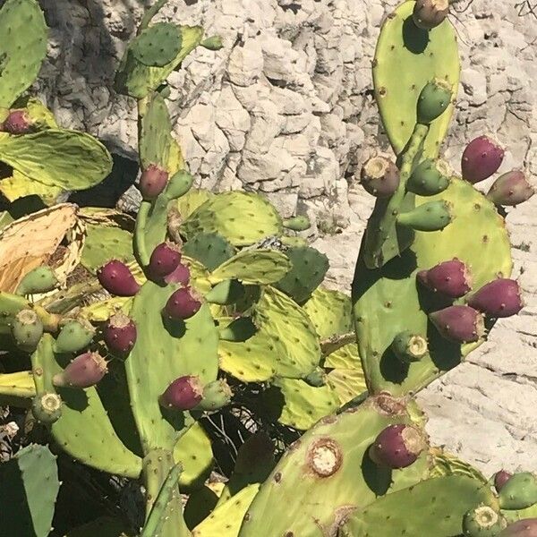 Opuntia ficus-indica Liść