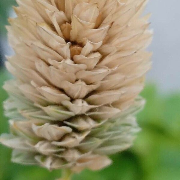 Phalaris canariensis Flower