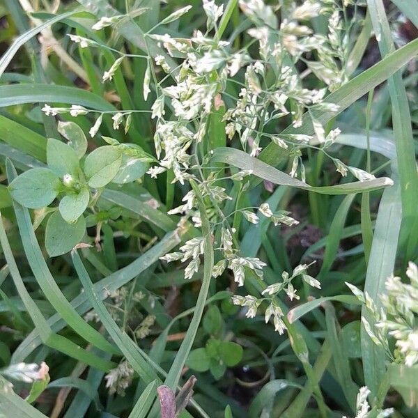 Poa annua Fiore