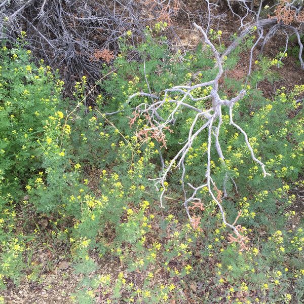 Descurainia pinnata Habit