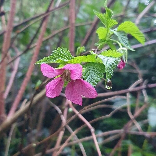Rubus spectabilis Floare