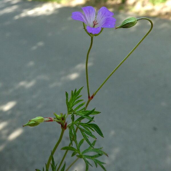 Geranium columbinum Vekstform