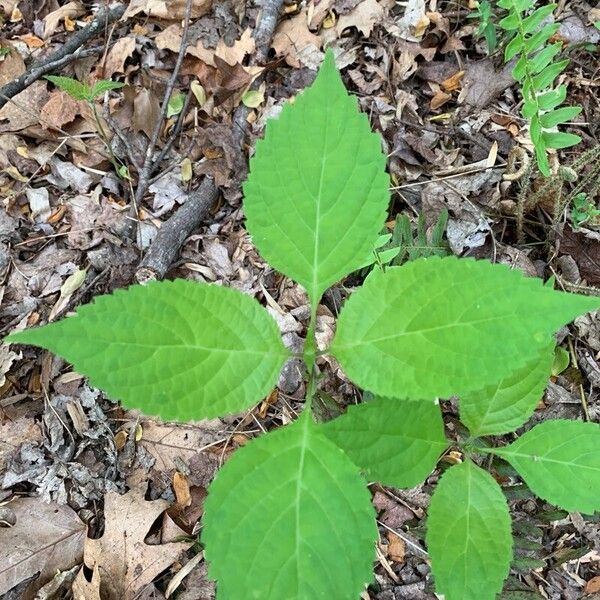 Collinsonia canadensis Leaf