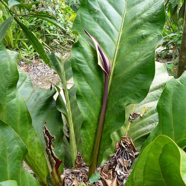 Anthurium bonplandii 花