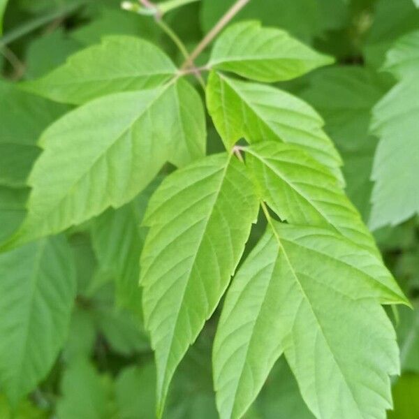 Acer negundo Hoja