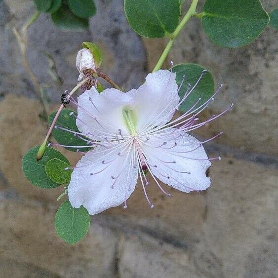 Capparis spinosa ফুল