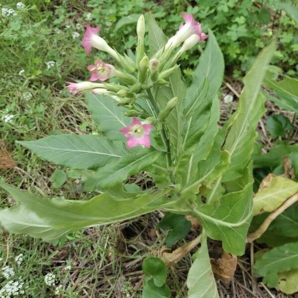 Nicotiana tabacum Leaf