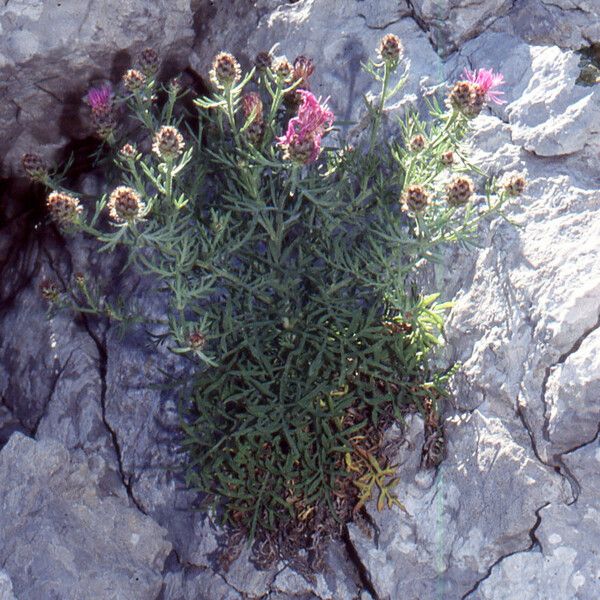 Centaurea corymbosa Hábito