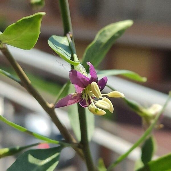 Lycium barbarum Flor