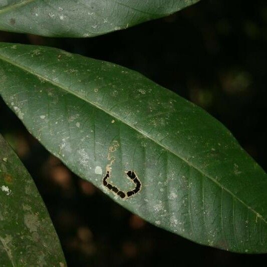 Tabernaemontana macrocalyx Leht