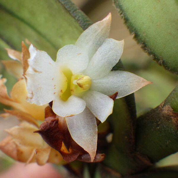 Calyptrochilum christyanum Cvet