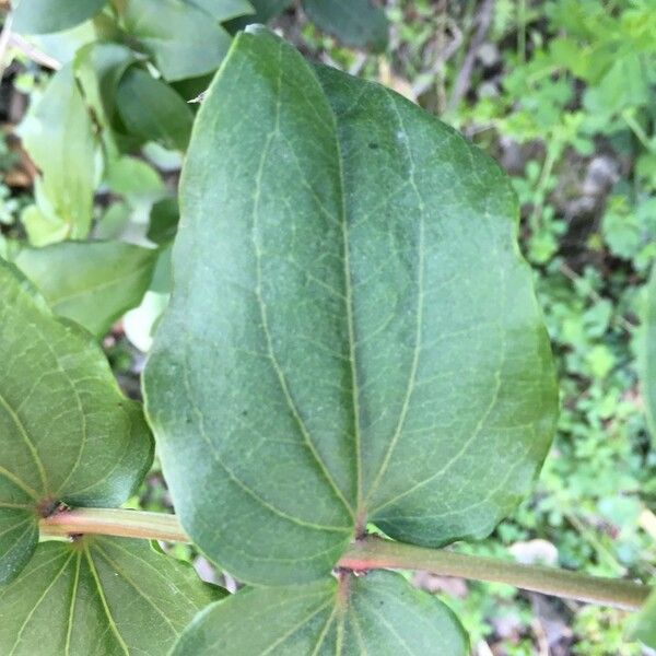 Coriaria ruscifolia Лист