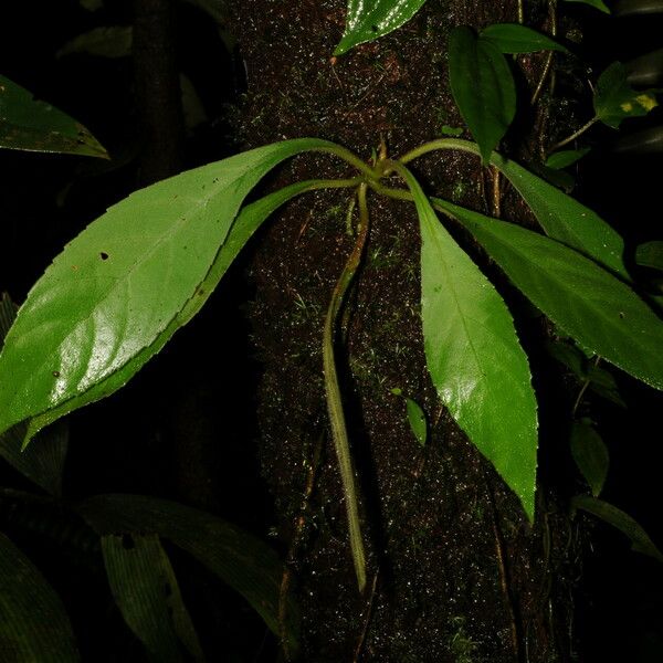 Peperomia pernambucensis Blatt