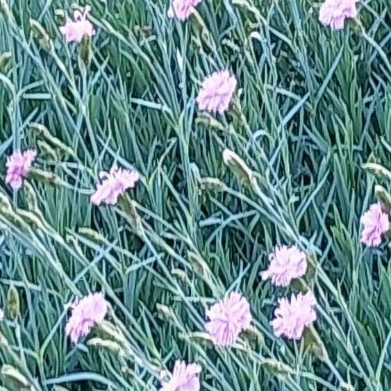 Dianthus plumarius Çiçek