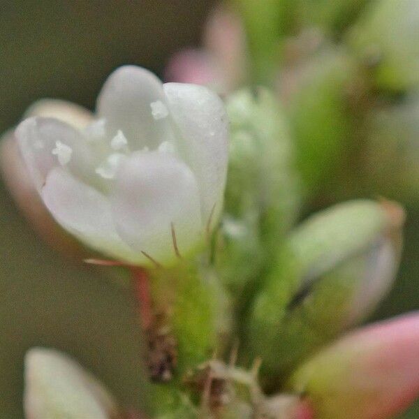 Persicaria minor Yeri