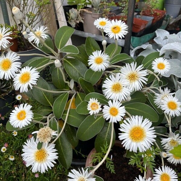 Pachystegia insignis Blüte