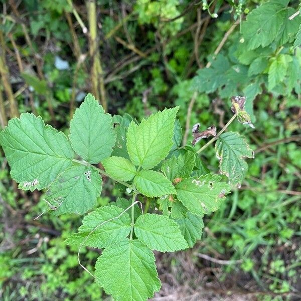 Rubus occidentalis 葉