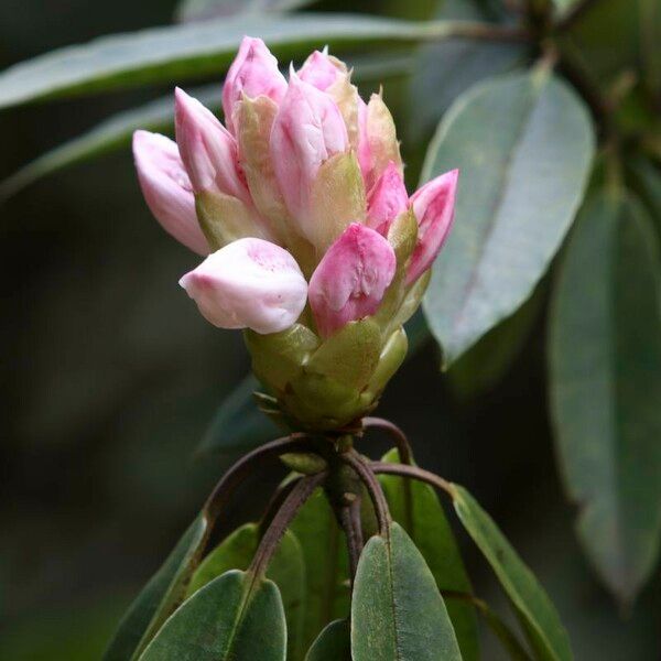 Rhododendron morii Kvet