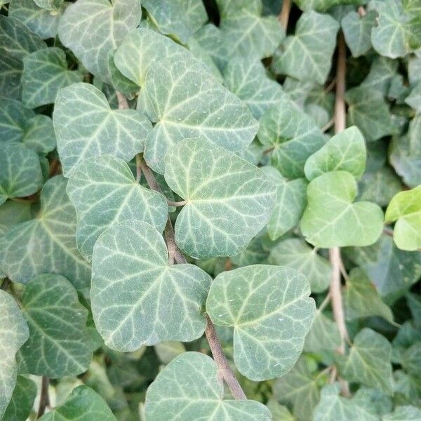 Hedera canariensis Lapas