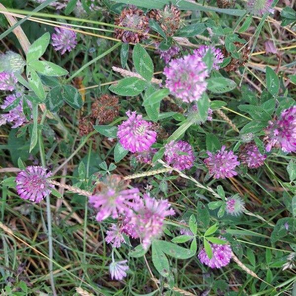 Trifolium medium Fleur