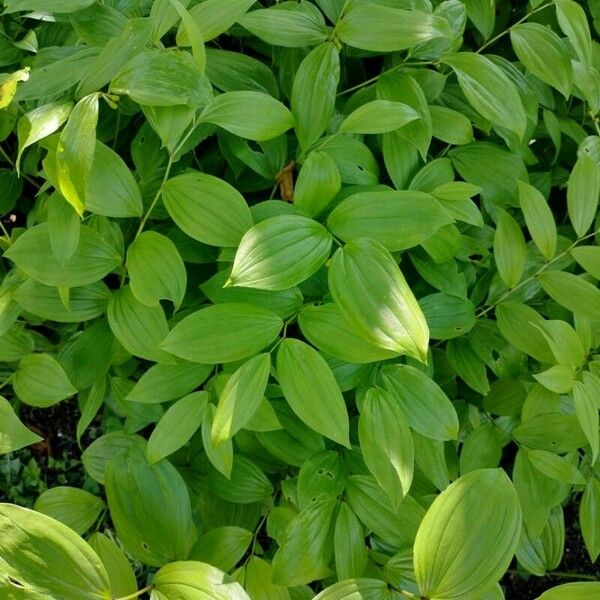 Polygonatum biflorum Φύλλο