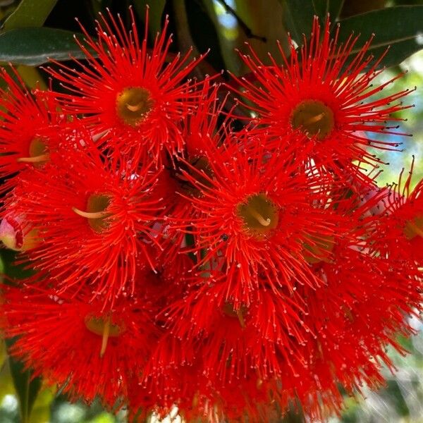 Corymbia ficifolia Blomst