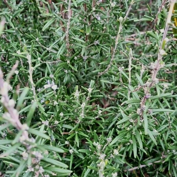 Salvia rosmarinus Habit