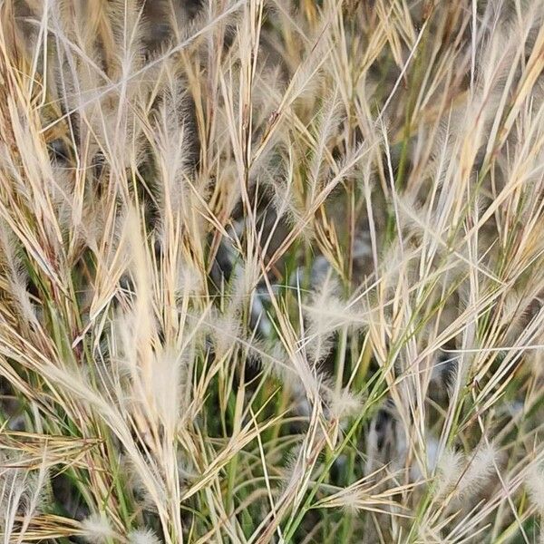 Aristida adscensionis Fruit