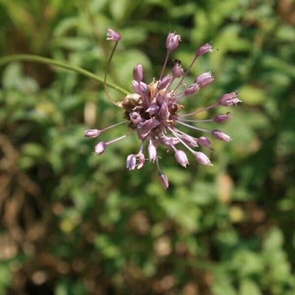 Allium paniculatum Цвят