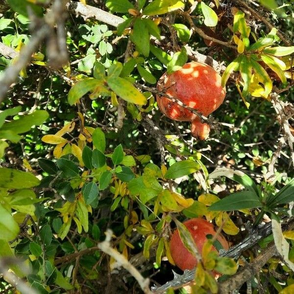 Punica granatum Fruit