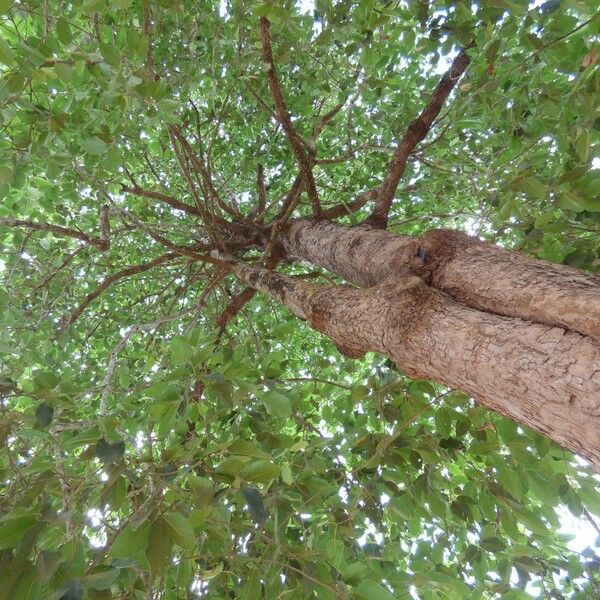 Dipterocarpus alatus Celota