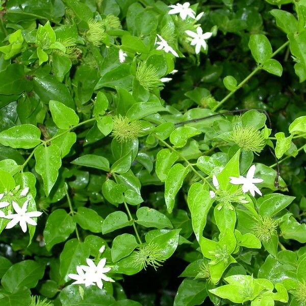 Jasminum sambac Habit