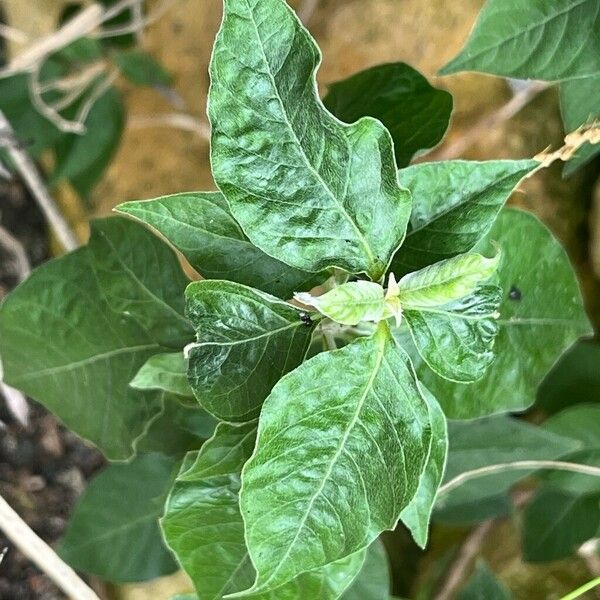 Achyranthes aspera Blatt